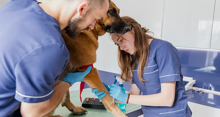 Veterinarians examining a German Shepherd dog using medical supplies in a modern veterinary clinic.